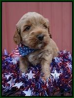 Gem Parson pups 4 wks old 181