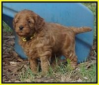 Gem Parson pups  5 wk old 431