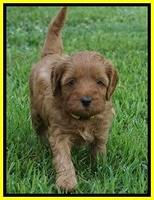 Gem Parson pups  5 wk old 451