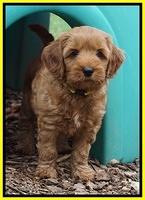 Gem Parson pups  7 wks old 371