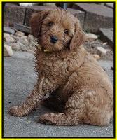 Gem Parson pups  7 wks old 391