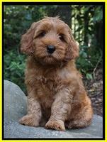 Gem Parson pups  8 wks old 51