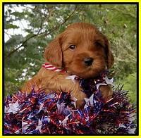 Gem Parson pups  July 4 wk old 71