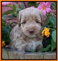 Gem Parson pups  5 wk old 461