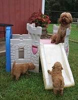 Gem Parson pups  6 wks old 31