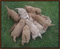 Gem Parson pups  6 wks old 351