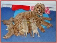 Gem Parson pups 2 wk old 191