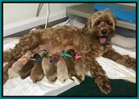 Gem and Parson Newborn 1