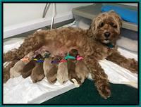 Gem and Parson Newborn 2