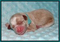 Ellie Blaze Newborn L2 31