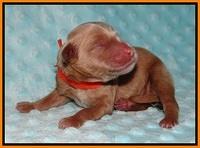 Ellie Blaze Newborn L2 81