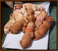 Ellie Blaze Newborn L2 240