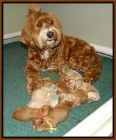 Ellie Blaze Newborn L2 430