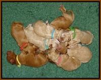 Ellie Blaze Newborn L2 530