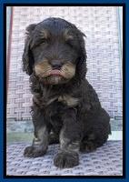 Caymen Trace pups 7 wks old 2212