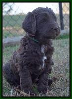 Cayman Trace pups 6 wks old 361