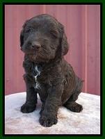 Caymen Trace pups 5 wks old 381