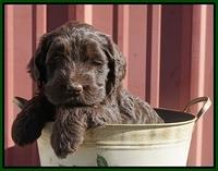 Caymen Trace pups 5 wks old 391