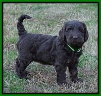 Cayman Trace pups 6 wks old 161