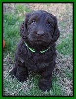 Cayman Trace pups 6 wks old 171