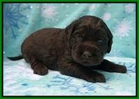 Caymen Trace pups 3 wks old 91