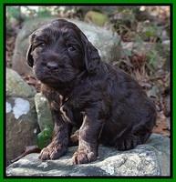 Caymen Trace pups 4 wks old 121