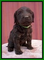 Caymen Trace pups 5 wks old 181