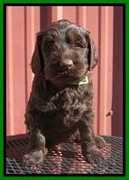 Caymen Trace pups 5 wks old 211