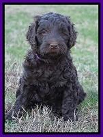 Cayman Trace pups 6 wks old 71