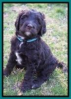 Cayman Trace pups 6 wks old 231
