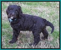 Cayman Trace pups 6 wks old 241