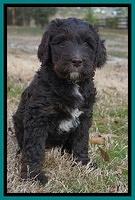 Caymen Trace pups 7 wks old 2202