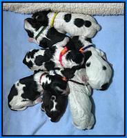 Paris Bronson Newborn 221