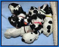 Paris Bronson Newborn 251