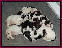 Paris Bronson pups 2 wks old 181
