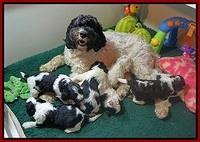 Paris Bronson pups 3 weeks old 171