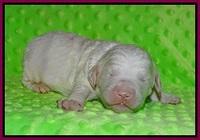 Paris Bronson pups 1 wk old 141