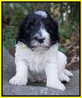 Paris Bronson pups 4 wks old181