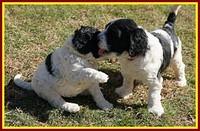 Paris Bronson pups 5 wks old 321