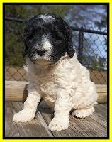 Paris Bronson pups 5 wks old 331