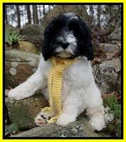 Paris Bronson pups 8 wks old 11200