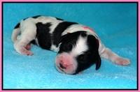 Paris Bronson Newborn 61