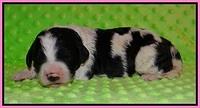 Paris Bronson pups 1 wk old 11