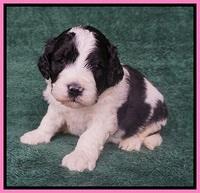 Paris Bronson pups 3 weeks old 21