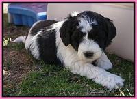 Paris Bronson pups 5 wks old 21