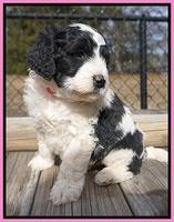 Paris Bronson pups 5 wks old 41