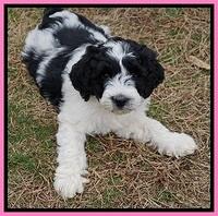 Paris Bronson pups 7 wks old 51
