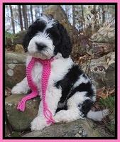 Paris Bronson pups 8 wks old31