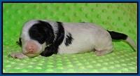 Paris Bronson pups 1 wk old 31