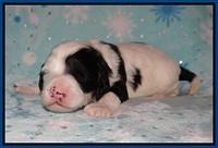 Paris Bronson pups 2 wks old 41